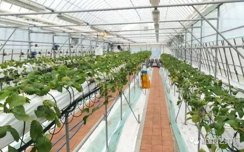 我国代表参加第七届中日韩设施园艺与植物工厂学术研讨会